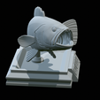 White-grouper-open-mouth-1-40.png fish white grouper / Epinephelus aeneus trophy statue detailed texture for 3d printing
