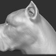13.jpg Cane Corso dog head for 3D printing