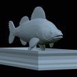 Zander-statue-24.png fish zander / pikeperch / Sander lucioperca statue detailed texture for 3d printing