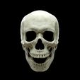 thomas-skull-face2_low.jpg Realistic Human Skull Anatomy stl and OBJ
