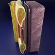 thoracic-wall-layers-3d-model-blend-14.jpg Thoracic wall layers 3D model