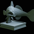 zander-trophy-35.png zander / pikeperch / Sander lucioperca fish in motion trophy statue detailed texture for 3d printing