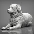 australian-shepherd3.jpg Australian shepherd 3D print model