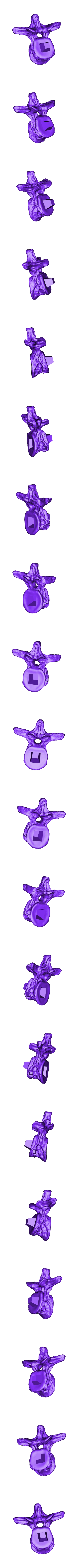 Dorsal_Vertebra_01.OBJ Scheletro di piccolo T-rex a grandezza naturale - Parte 04/10