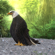 0_00021.png Eagle Eagle - DOWNLOAD Eagle 3d Model - Animated for Blender-Fbx-Unity-Maya-Unreal-C4d-3ds Max - 3D Printing Eagle Eagle BIRD - DINOSAUR - POKÉMON - PREDATOR - SKY - MONSTER