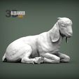 Baby-Boer-goat-lying-down-1.jpg Baby Boer goat lying down 3D print model