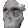 Capture d’écran 2018-05-14 à 14.34.18.png Free STL file Australopithicus Africanus (Taung Child Skull Fragment)・3D printable design to download