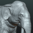 Elephant_pr-04.png Elephant