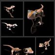 Collage3.jpg Namib Gecko -Pachydactylus rangaii-with full size texture + Zbrush Originals-STL 3D Print File-High Polygon