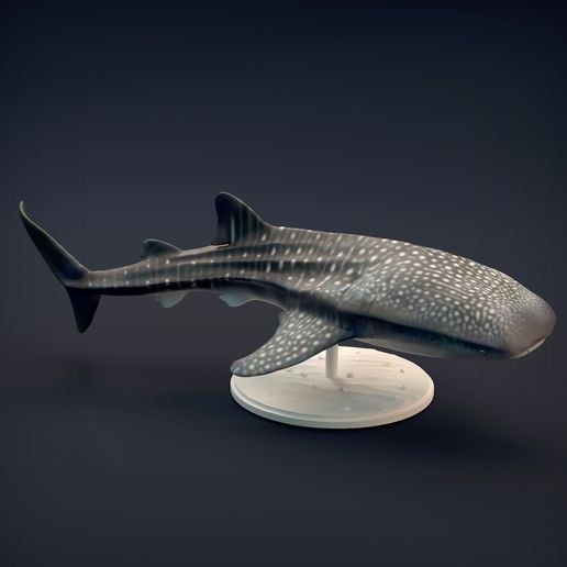 Whale_shark_4.jpg 3D-Datei Walhai・Design zum Herunterladen und 3D-Drucken, AnimalDenMiniatures