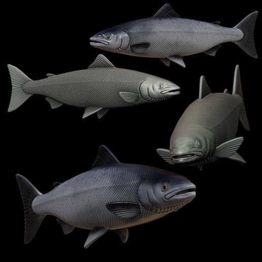Atlantic salmon / salmo salar fish model for 3D printing