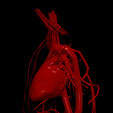 2.png 3D Model of Heart and Cardiovascular System