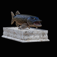 northern-pike-statue-box-1-2-1-5.png fish NORTHERN PIKE (ESOX LUCIUS) open mouth with storage space / for 3d printing