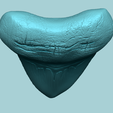 08.png Megalodon Tooth - Jurassic Fossile Real Size