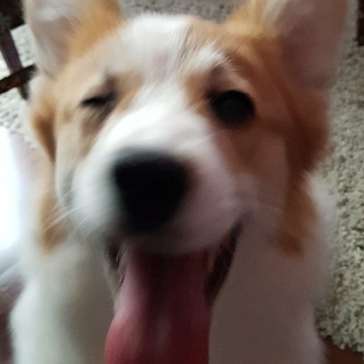 20180218_153016.jpg Cookie Cutter Nessie the Corgi