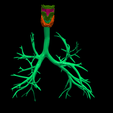 5.png 3D Model of the Lungs Airways
