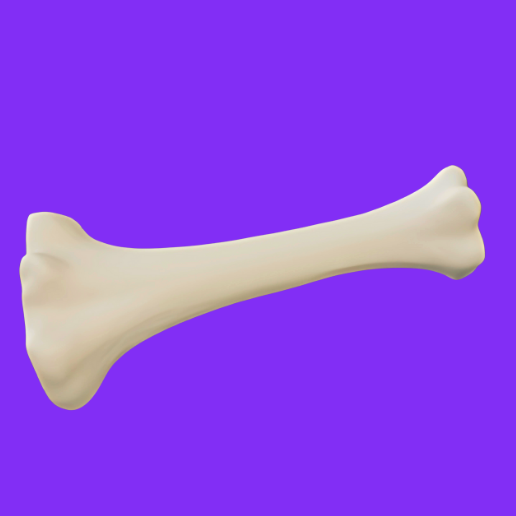 🦴 Simple Long Bone・ STL File for 3D printing・Cults