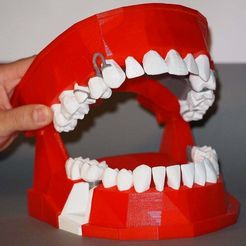 Modele_final_3_upload.jpg Fichier STL gratuit Dental Demonstration Model / Modèle de démonstration dentaire・Modèle à télécharger et à imprimer en 3D, Feataur