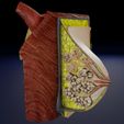 1200.jpg Breast anatomy histology detailed labelled precise