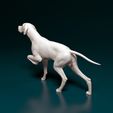eph-005.jpg English Pointer in hunt
