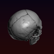 12.png Skull detailed