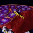 3d-spleen-anatomy-microscopy-labelled-3d-model-blend-21.jpg 3D Spleen Anatomy Microscopy Labelled 3D model