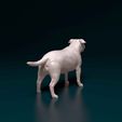 Staf-03.jpg Staffordshire Bull terrier