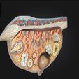 3.jpg 3D Relief Model of the Ovary