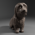 Render_I.png Skye Terrier - DOG PET 02