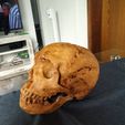 3.jpg Neanderthaler Skull