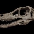 velociraptor-skull-3d-print-model-3d-model-115c5c4322.jpg Cráneo de velociraptor