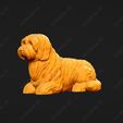 4201-Coton_De_Tulear_Pose_07.jpg Coton De Tulear Dog 3D Print Model Pose 07