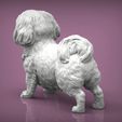 British-Shih-Tzu2.jpg British Shih Tzu 3D print model