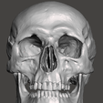 1.png SKULL