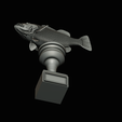 peacock-bass-trophy-3-1-2-27.png Peacock bass (Cichla ocellaris) fish trophy cup 2 for 3d printing