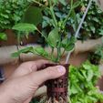 IMG_20240527_152506.jpg hydrosystem basket