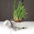 Turtle.jpg Turtle Planter