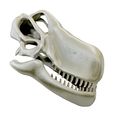 01.jpg Argentinosaurus skull