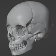 34.png 3D Model of Skull Bones