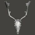 fallowdeer2.jpg Fallow deer skull, Cervus dama head cranium