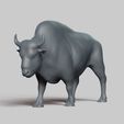 R02.jpg american bison pose 03