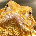 Evass3Ddragons
