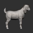 Boer-goat-baby6.jpg Baby Boer goat 3D print model