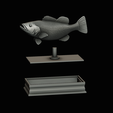Peacock-Bass-statue-box-1-2-13.png fish Peacock bass (Cichla ocellaris) fish in motion base box for 3D printing