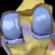 file-32.jpg Knee joint cut open detail labelled 3D model