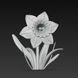 Daffodil2.png daffodil