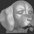4.jpg Puppy of Beagle dog head for 3D printing