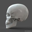 SH_model1_detail0c.10.jpg Human Skull model M3P1D1V1Skull
