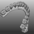imagen modelo inf.jpg Dental morphology "LowerJaw"
