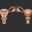 2view.jpg uterus